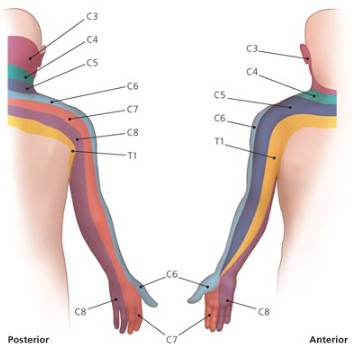 Neck Pain